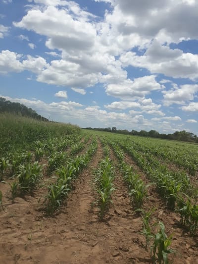 PROPIEDAD AGRÍCOLA GANADERA- TRES CRUCES