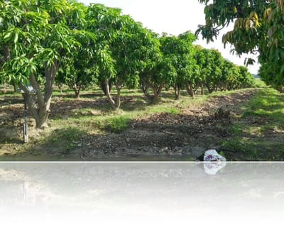 Vendo 120 Has. Tambogrande - Piura