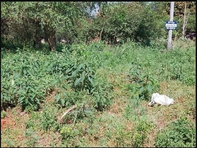 VENDO TERRENO EN YPANE - PASO DE ORO