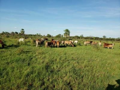 Campo en venta en Tte. Domingo Martinez de Irala