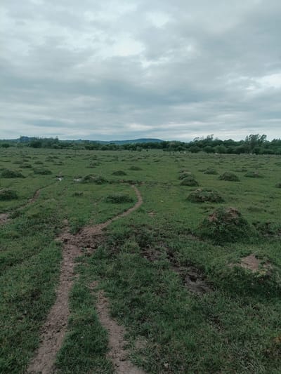 26 Hectáreas de Terreno en venta en Ybycui