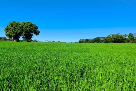 VENDO TERRENO EN FRAM, ITAPÚA