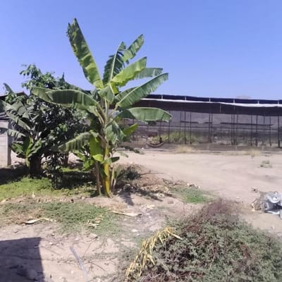 Vendo Granja Avícola . Sector la Zaranda . Batangrande
