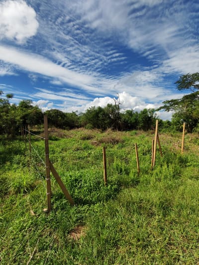VENDO 4 TERRENOS EN GUARAMBARE