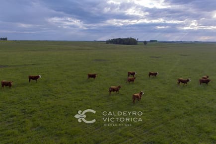Campo en venta en Cerro Largo ref. 9214