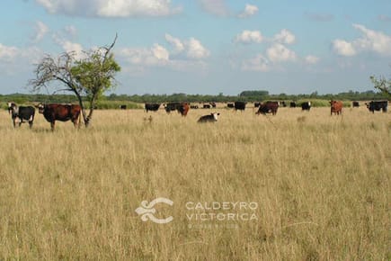 Campo en venta en Florida ref. 2486