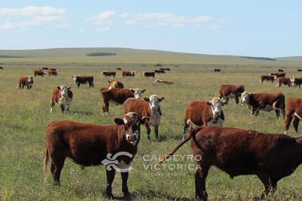 Campo en Salto ref. 9478