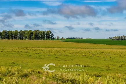 Campo en venta en Salto ref. 5118