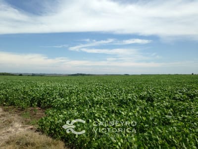 Venta Campo Ganadero En Florida 9834 | 675 Ha Sobre Ruta 12