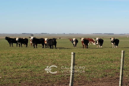 Venta Campo ganadero forestal en Tacuarembó 5320