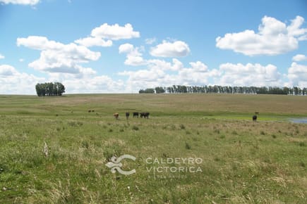 Venta de Campo en Artigas 909, de 1.513 Ha