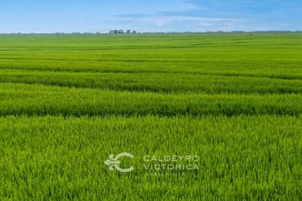 Campo en venta en Rocha 5767, arrocero y ganadero, sobre Laguna Merín