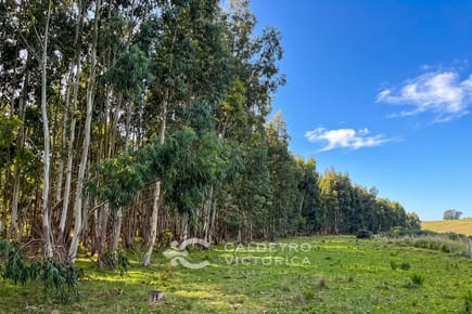 Venta Campo en Lavalleja (9022), 147 hectáreas ganadero forestal