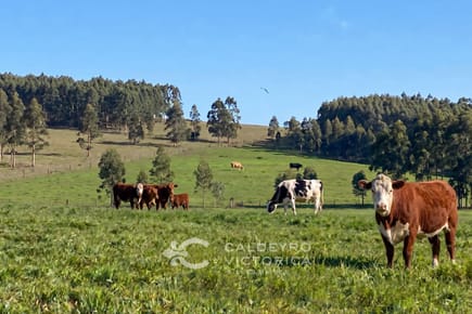 Venta Campo en Lavalleja (9023), 106 hectáreas ganadero forestal
