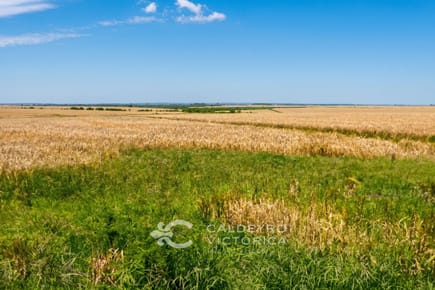 Campo en venta en Paysandú 10413, 813 hectáreas ganadero agrícola