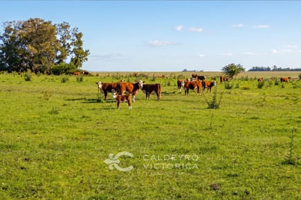 Venta Campo en Rocha (9026), 105 hectáreas ganadero forestal