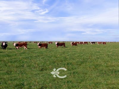 Campo en venta en Salto Ref. 2410