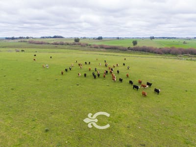 Campo en venta en Florida Ref. 4408