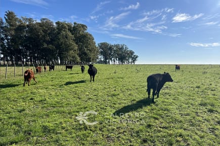 Campo Productivo de 553 Ha en Rocha 8224
