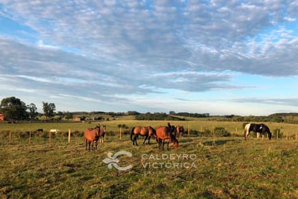 Campo en Lavalleja ref. 8518