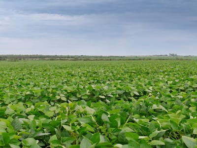 CAMPO EN CERRO LARGO