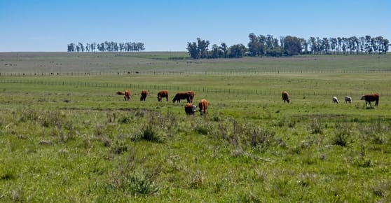 CAMPO GANADERO EN ARTIGAS