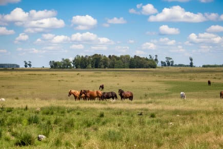 CAMPO EN ARTIGAS