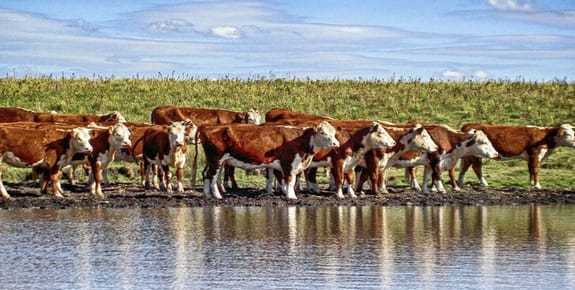 CAMPO EN SALTO