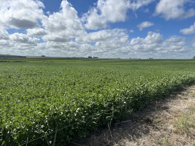 CAMPO EN FLORES