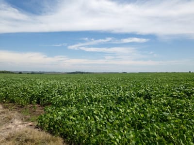 CAMPO EN FLORIDA