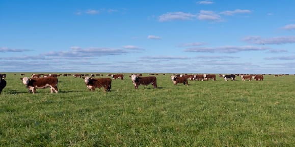 CAMPO EN FLORIDA