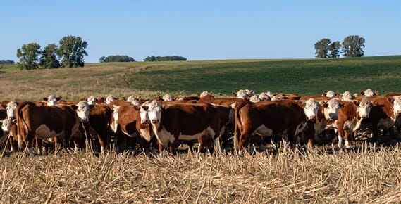 CAMPO EN DURAZNO