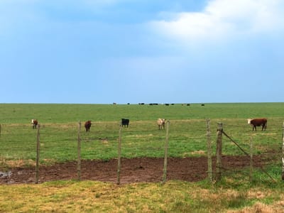 CAMPO EN DURAZNO