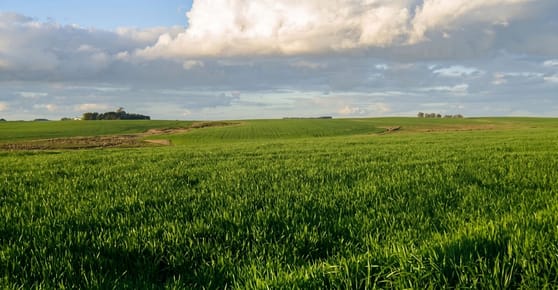 CAMPO EN DURAZNO CON RENTA