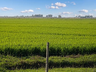 CAMPO EN TACUAREMBÓ