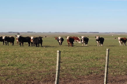 CAMPO EN TACUAREMBO
