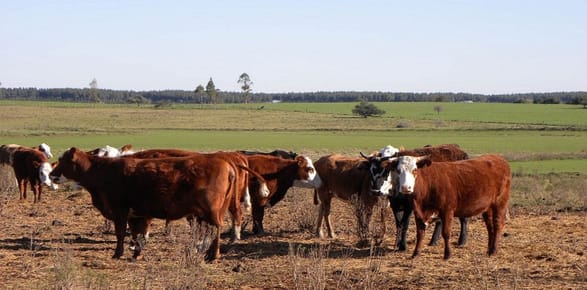 CAMPO EN TACUAREMBÓ