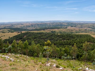 FORESTACION \"CERRO DE LOS CARACOLES\"