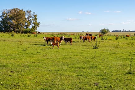 Venta Campo en Rocha ganadero forestal