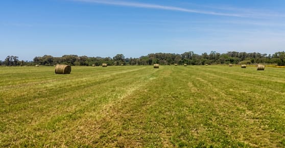 CAMPO EN PUNTA YEGUAS