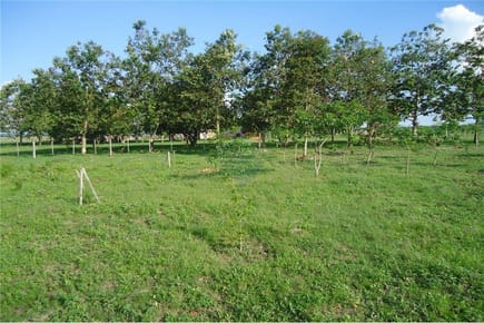 VENDO ESTANCIA FORMADA DE 77 HA EN SAN PEDRO!