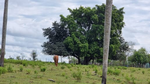 EN VENTA MARAVILLOSA GRANJA EN LA COLMENA-PARAGUARI 