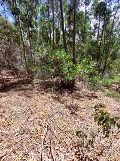 TERRENO EN VENTA, SANTA TERESA DE LA ANGOSTURA, ROCHA 