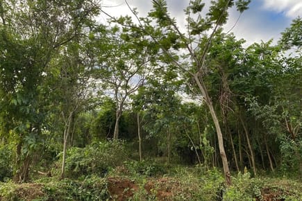 Terreno-Venta-Ruta Nueva Colombia -San Bernardino, Emboscada, Cordillera