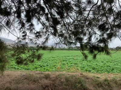 ¡OPORTUNIDAD! TERRENOS DE 300 M2 A $12,500 EN HUARAL