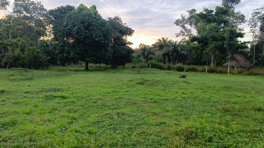 En Venta 4.105 Hectáreas Sobre Carretera Zona Agrícola Guayaramerín, Beni