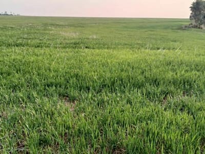 VENDO PROPIEDAD RURAL EN ALTO PARANA