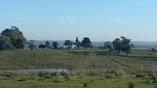 Campo ganadero - forestal 550 Has
