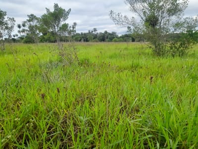  Terreno en VENTA 11 Hectareas!! PIRIBEBUY!!!!!