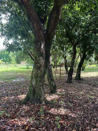 VENDO AMPLIO TERRENO EN LUQUE Cerca del CIT
